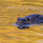 Nutria (Myocastor coypus)