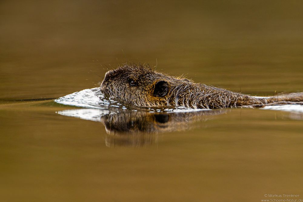 Nutria [Myocastor coypus]