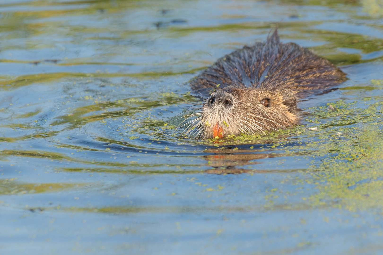 Nutria (Myocastor coypus)