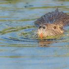 Nutria (Myocastor coypus)