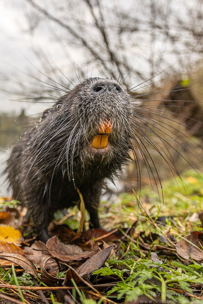 Nutria [Myocastor coypus]