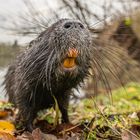 Nutria [Myocastor coypus]