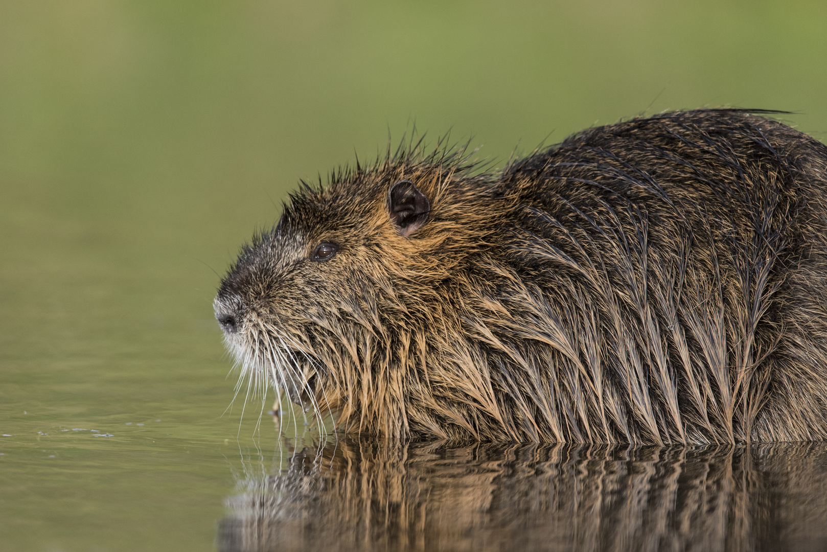 Nutria (Myocastor coypus)