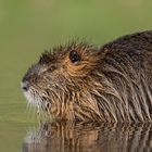 Nutria (Myocastor coypus)