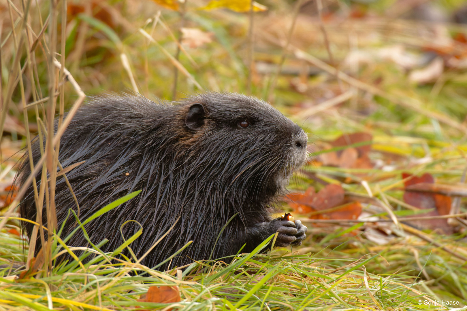 Nutria (Myocastor coypus) frißt Eicheln