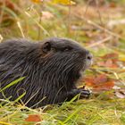 Nutria (Myocastor coypus) frißt Eicheln