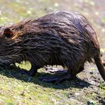 Nutria (Myocastor coypus) (I)