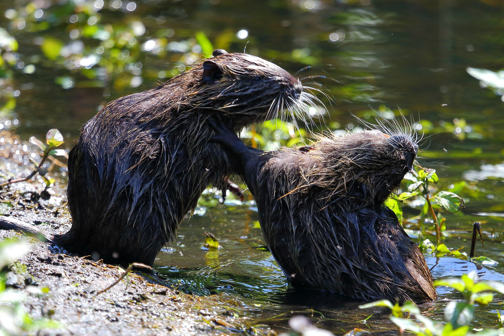 Nutria (Myocastor coypus) (II)