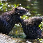 Nutria (Myocastor coypus) (II)