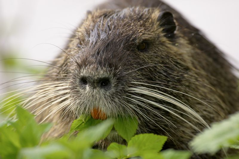 Nutria (Myocastor coypus) II KD