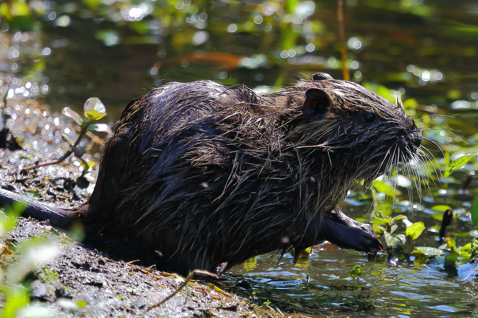 Nutria (Myocastor coypus) (III)