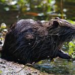 Nutria (Myocastor coypus) (III)