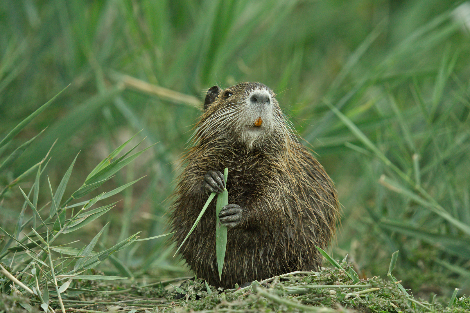 Nutria (Myocastor coypus) in der Wasserlandschaft der Camargue