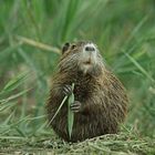 Nutria (Myocastor coypus) in der Wasserlandschaft der Camargue