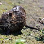 Nutria (Myocastor coypus) (IV)