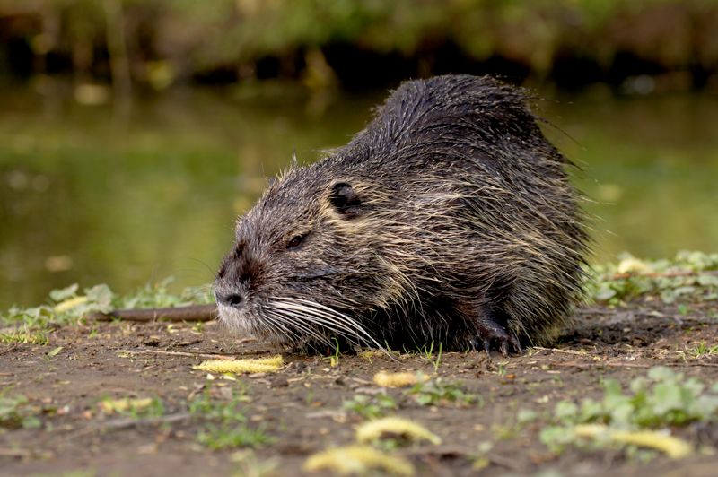 Nutria (Myocastor coypus) KD