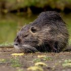 Nutria (Myocastor coypus) KD