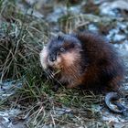 Nutria (Myocastor coypus) oder doch eher eine Bisamratte (Ondatra zibethicus)?