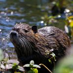 Nutria (Myocastor coypus) (V)