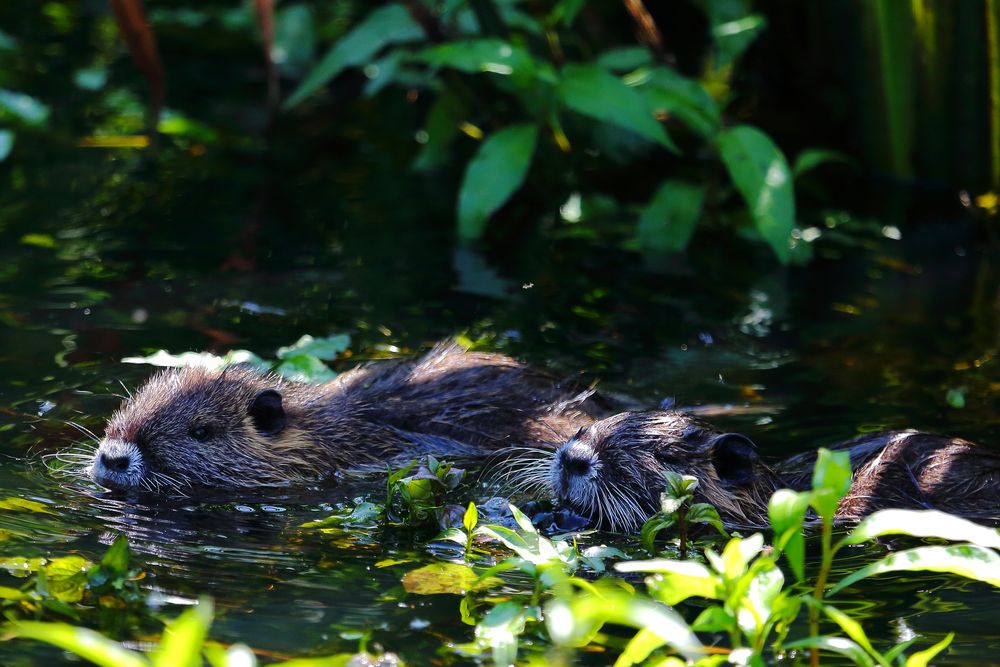 Nutria (Myocastor coypus) (VI)