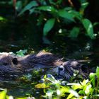 Nutria (Myocastor coypus) (VI)