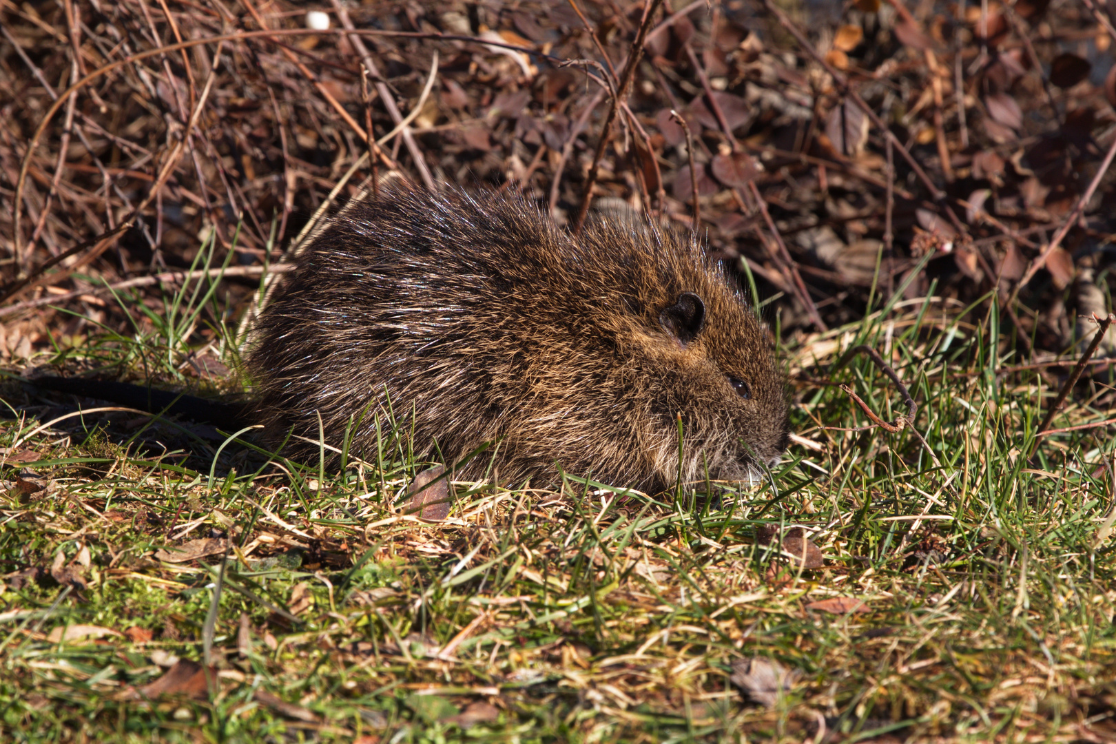 Nutria Nachwuchs