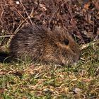 Nutria Nachwuchs