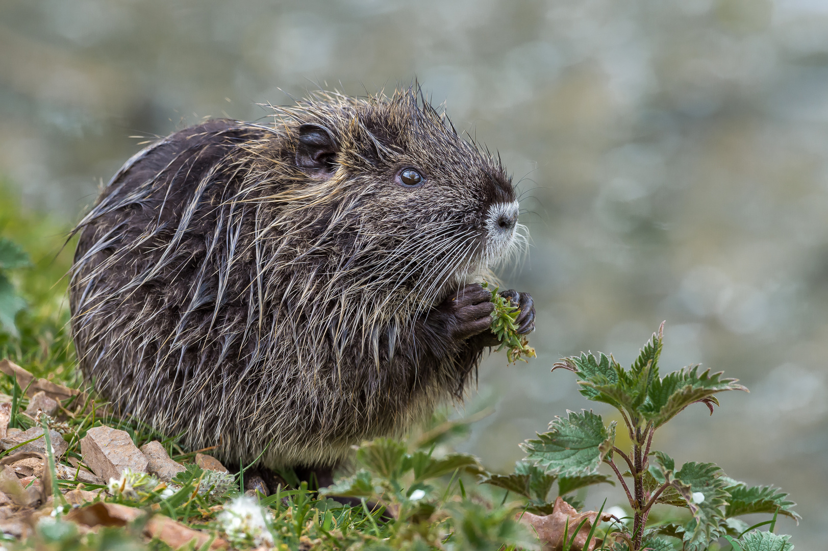 Nutria Nachwuchs beim Osterschmaus.