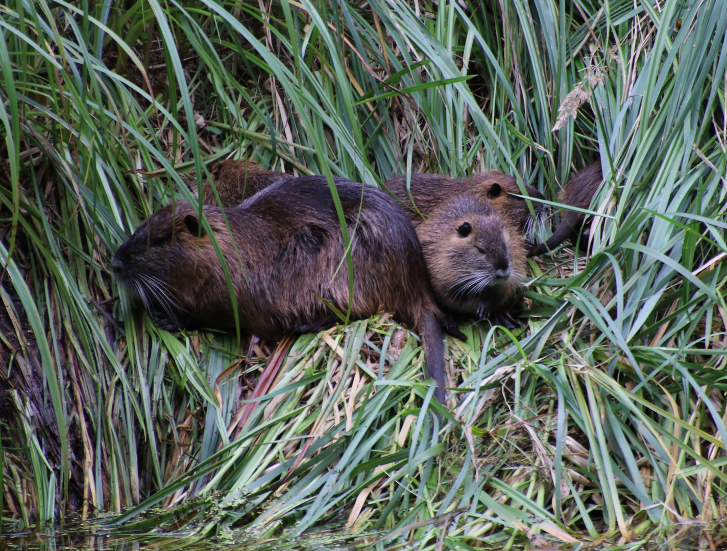 Nutria Nachwuchs