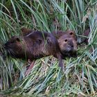 Nutria Nachwuchs