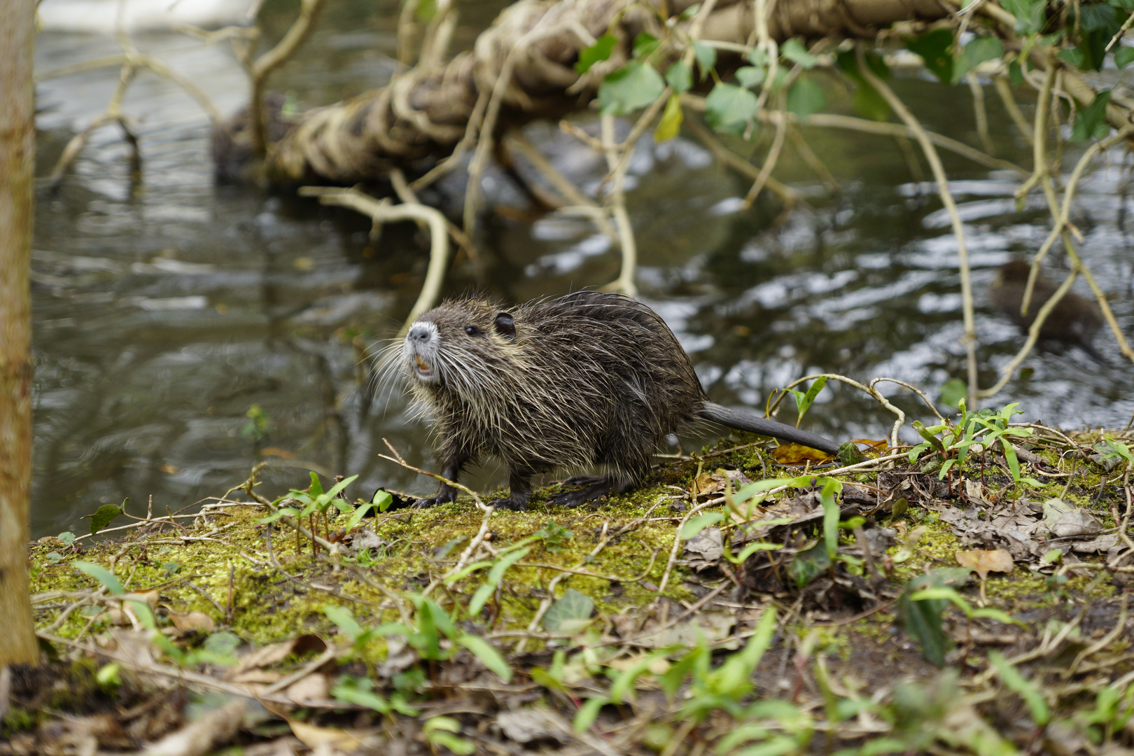 Nutria Nachwuchs