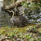 Nutria Nachwuchs