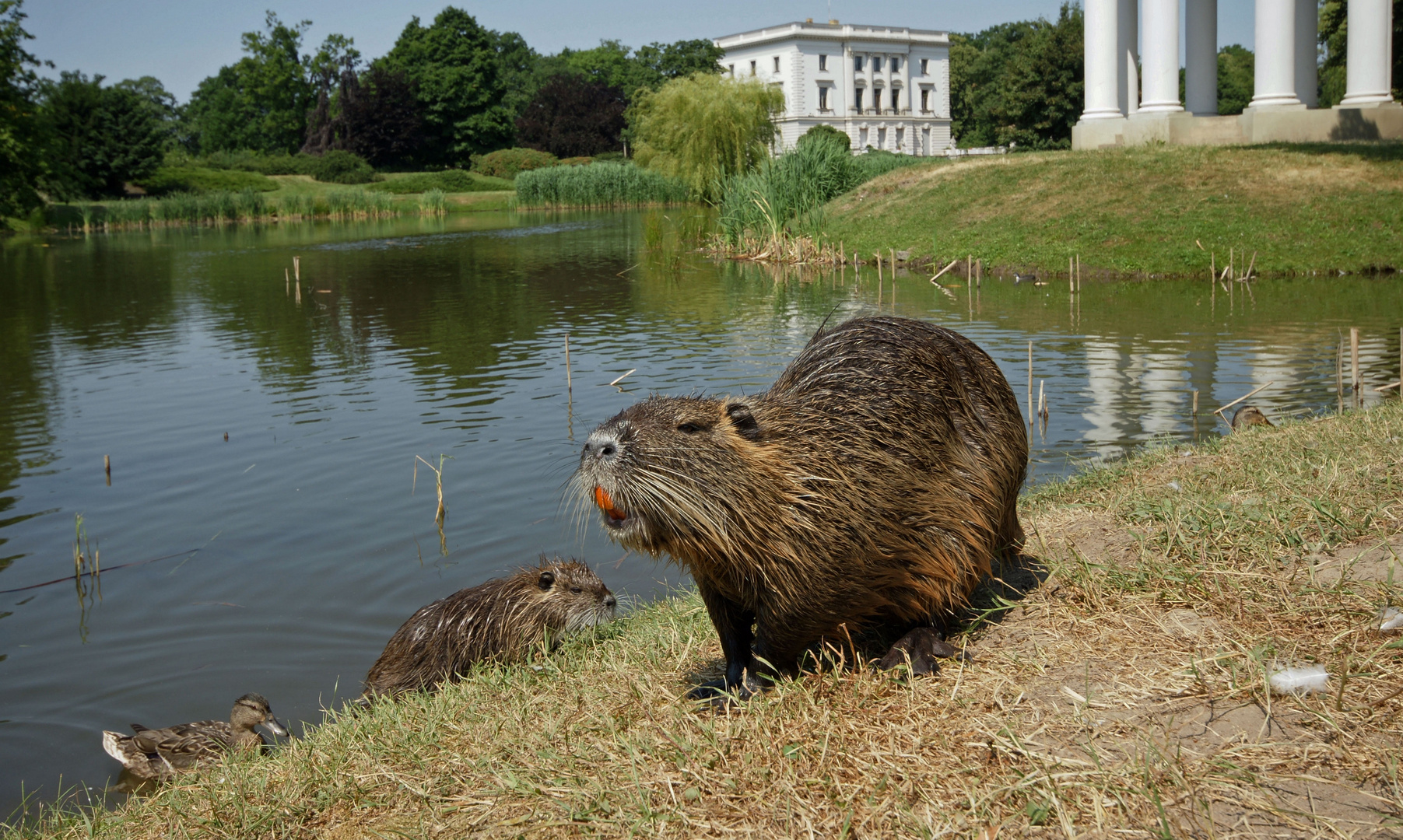 Nutria Nachwuchs1