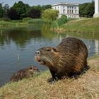 Nutria Nachwuchs1