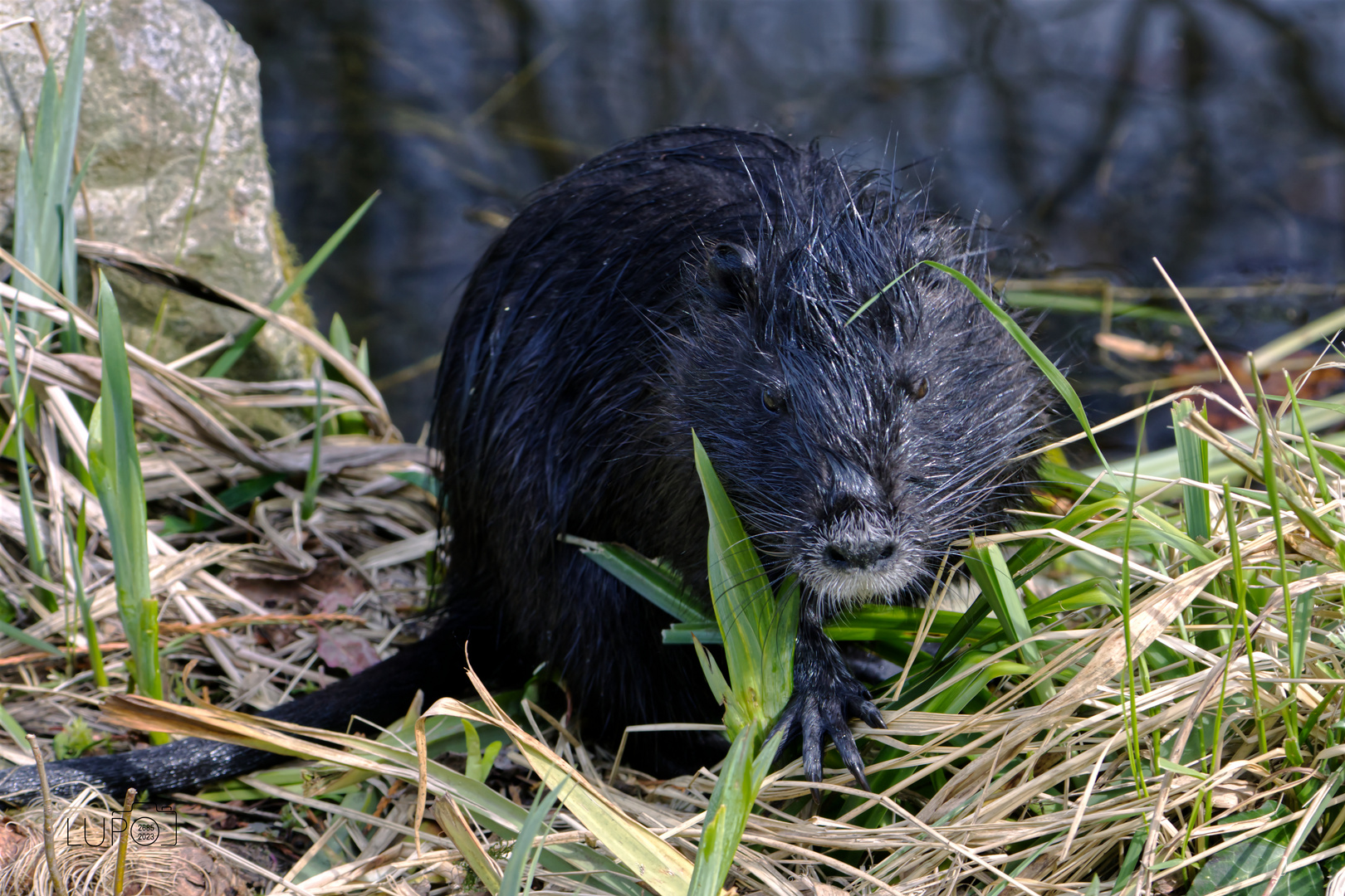 Nutria, Nagetier