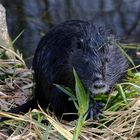 Nutria, Nagetier