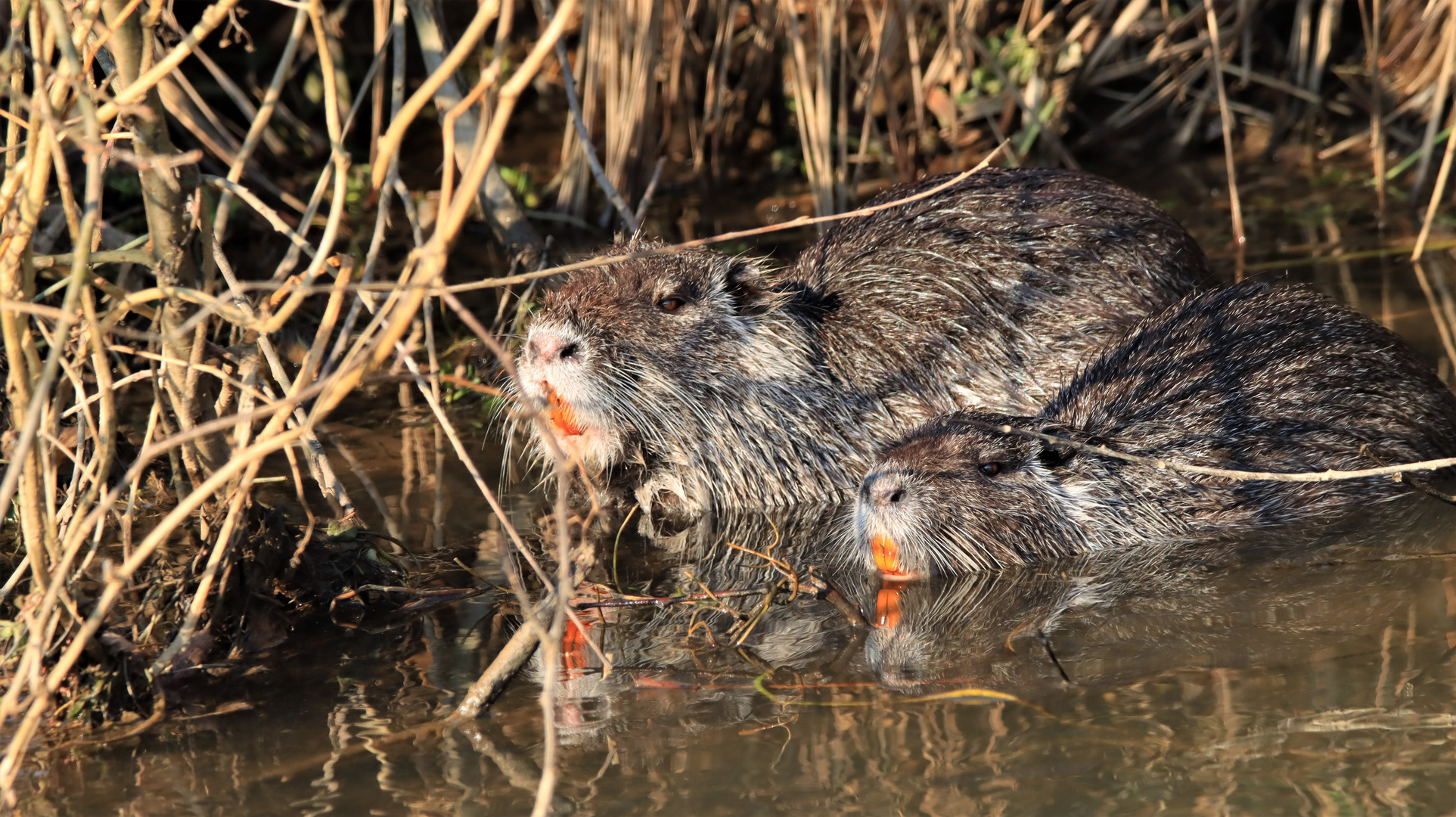 Nutria - Nagetiere