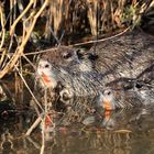 Nutria - Nagetiere