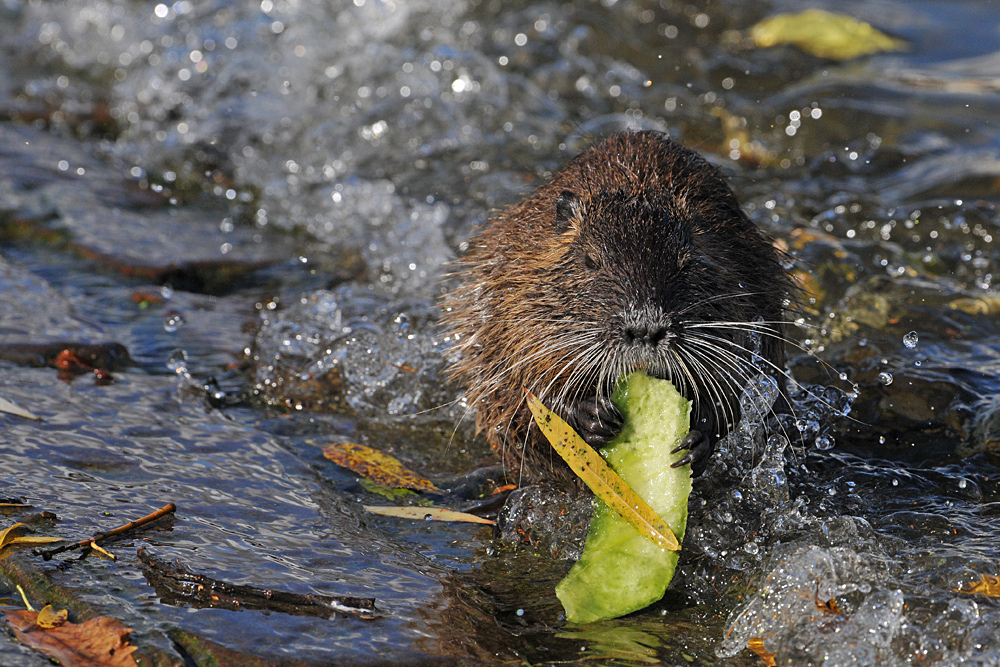 Nutria: Nicht die große Welle von Kanagawa, aber eine vom Main 01