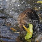 Nutria: Nicht die große Welle von Kanagawa, aber eine vom Main 01