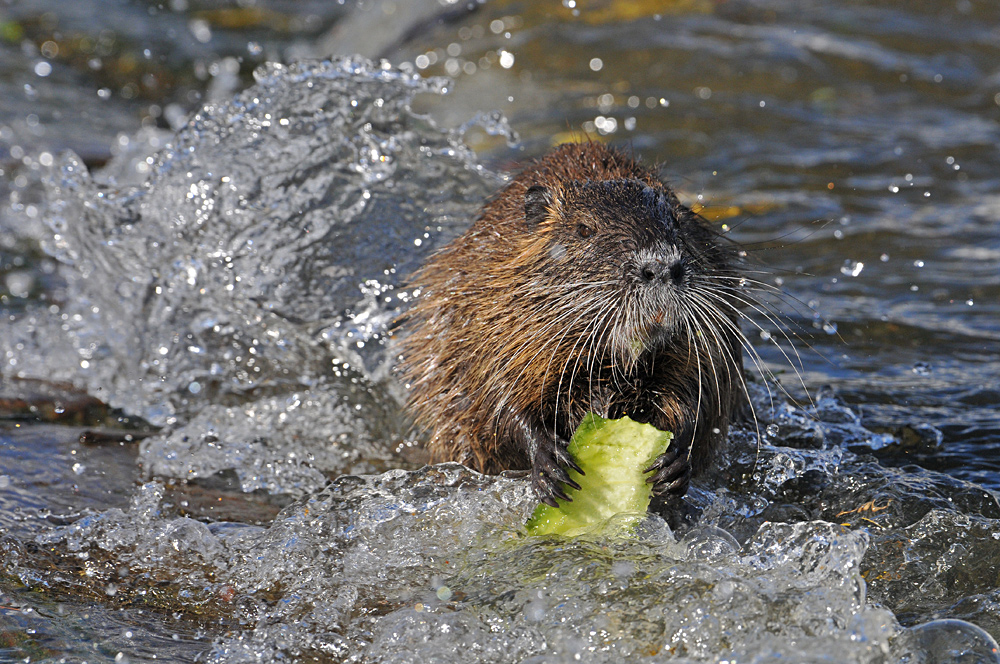 Nutria: Nicht die große Welle von Kanagawa, aber eine vom Main 02