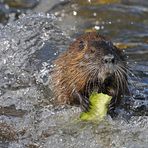 Nutria: Nicht die große Welle von Kanagawa, aber eine vom Main 02