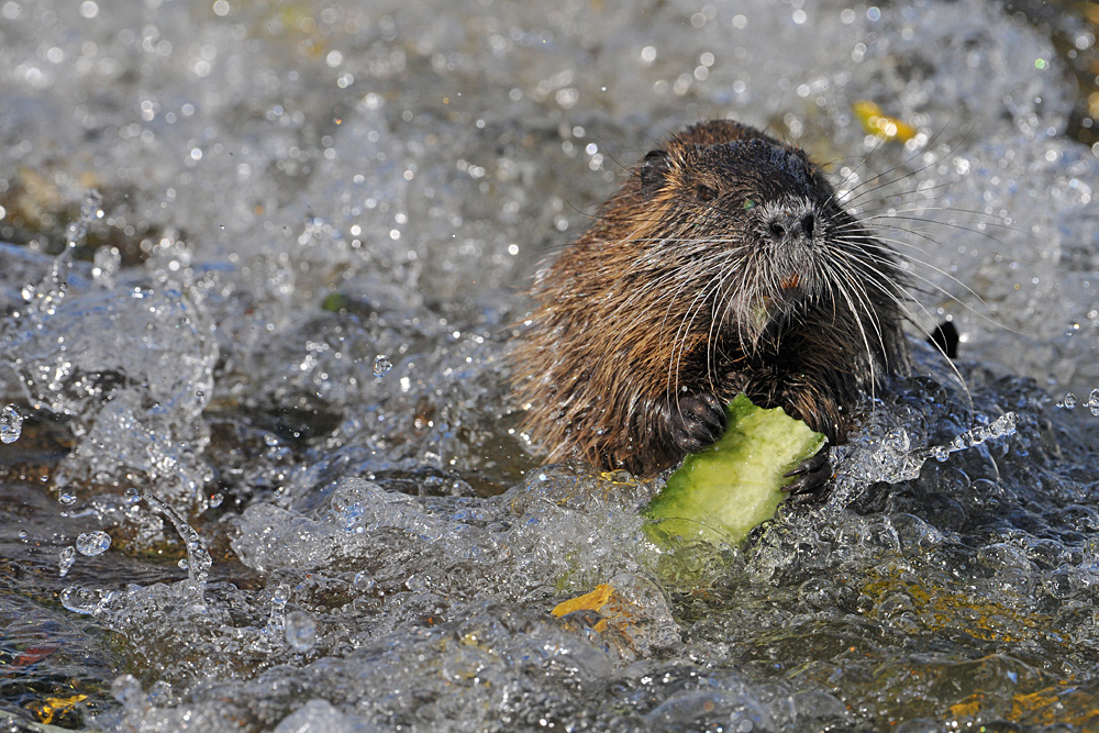 Nutria: Nicht die große Welle von Kanagawa, aber eine vom Main 03