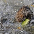 Nutria: Nicht die große Welle von Kanagawa, aber eine vom Main 03