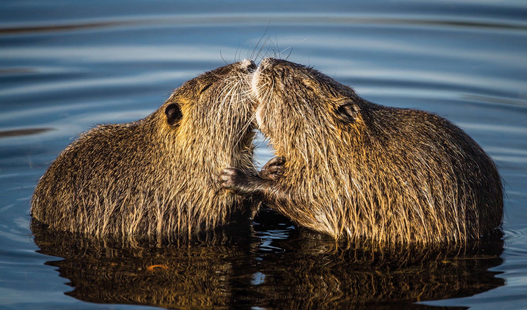 Nutria, niedlich oder häßlich? Jedenfalls invasiv.