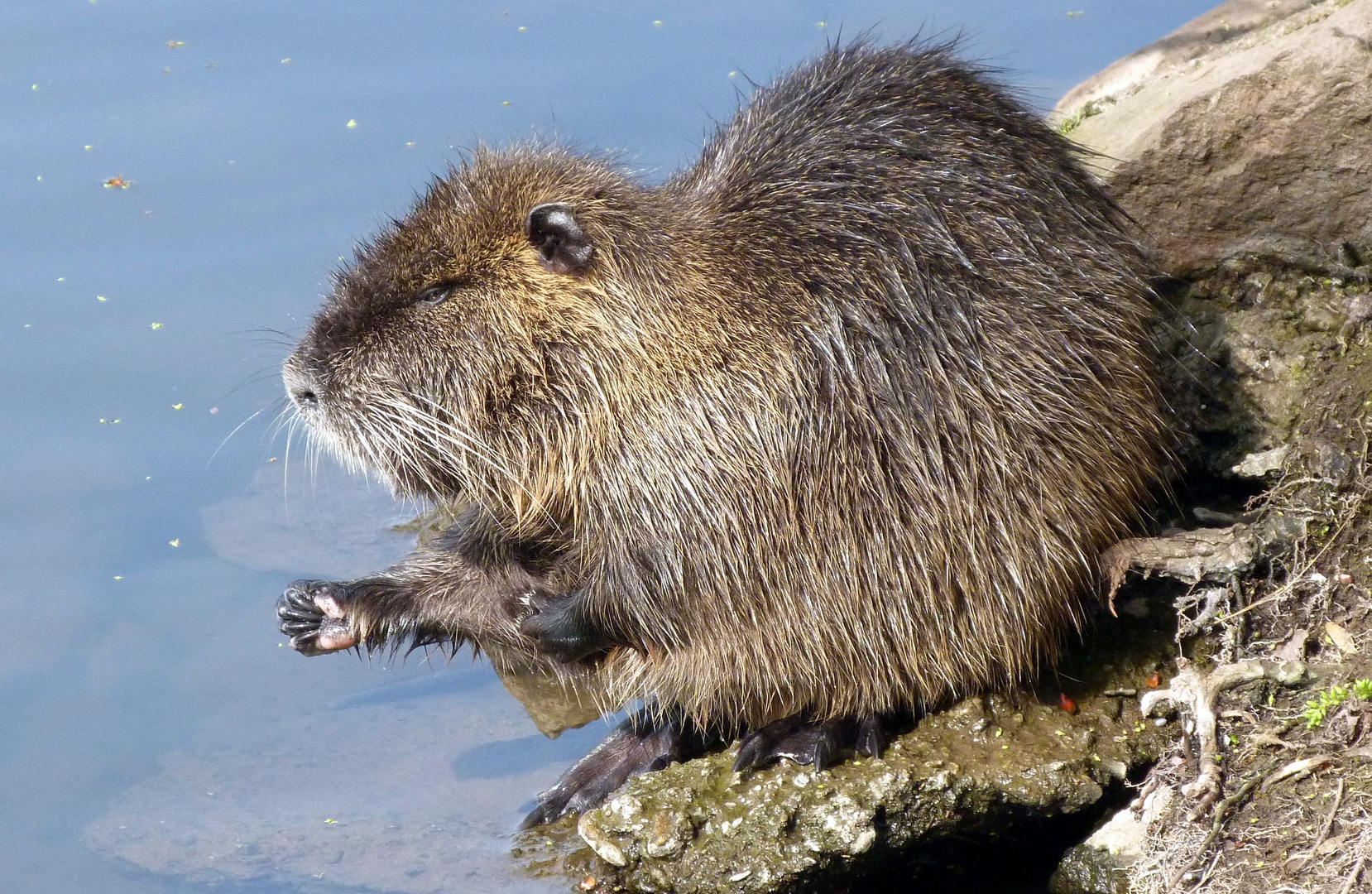 Nutria Nr.3