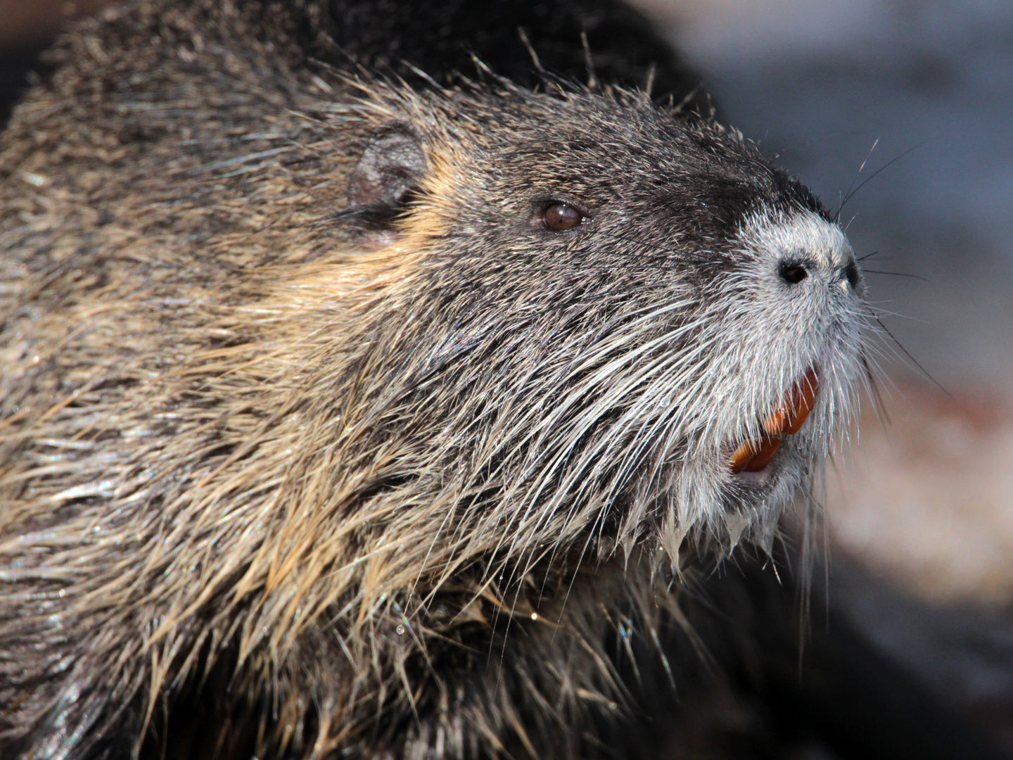 Nutria oder Amerikanischer Sumpfbiber