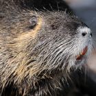 Nutria oder Amerikanischer Sumpfbiber