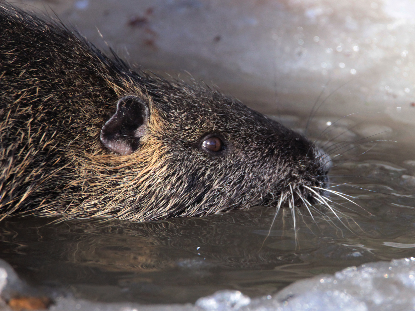 Nutria oder Amerikanischer Sumpfbiber