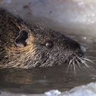 Nutria oder Amerikanischer Sumpfbiber